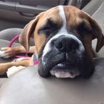 Brian Eisele - @brians460 - Instagram