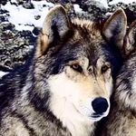 Brian Elder - @elde.rbrian - Instagram