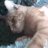 Brian Nelsen - @brian.nelsen - TikTok
