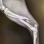 Brian Elward - @orthopedieren - Instagram