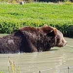 Brian Ethridge - @wildbear72 - Instagram