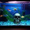Brian Fabian - @brian.fabian64 - TikTok