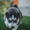 😈Falcón 😈 - @brianfalcon14 - TikTok