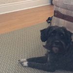 Brian Fehr - @brianlikeschiz - Instagram
