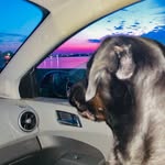 Brian Festenstine - @brian.festenstine - Instagram
