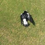 Brian Firth - @brianfirth119 - Instagram