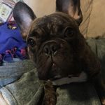 Brian Franz - @brianfranz77 - Instagram