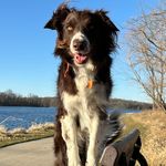 Brian Freese - @collie.gus - Instagram
