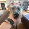 bri - @briannagemmell - TikTok