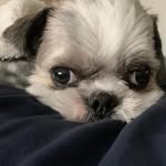 Brian Getty - @prettypetclub - Instagram