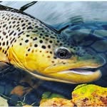 Brian Gines - @reelfishing10 - Instagram