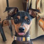 Brian Gingrich - @redmesakennel_ - Instagram