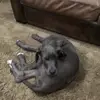 briangrogan - @sophiesquad18 - TikTok