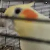 Peanut - @briangroth - TikTok