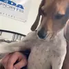 Brian Gruppuso - @briangruppuso - TikTok