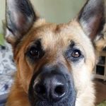 Brian Guilfoyle - @brianguilfoyle6 - Instagram