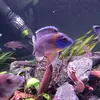 genxaquatics - @brianguseman - TikTok