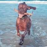 Brian Hegarty 🐕 - @thelifeofbrian_thevizsla - Instagram