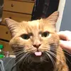 Brian Hendrick - @dinkypeanut - TikTok