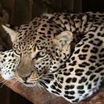 Brian Hendricks Taxidermy - @brianhendrickstaxidermy - Instagram