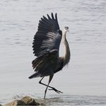 Brian AKA Light Heron - @light_heron_photography - Instagram