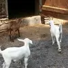 Brian. Heron - @brian..heron - TikTok