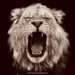 Brian Hutton - @huttonphoto_nature - Instagram