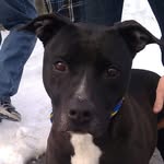 Brian & Jen Fay - @faydogspetcare - Instagram