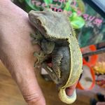 Brian John Chumsae - @dinkyreptilesandaquatics - Instagram