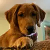Brian Johns - @ruby.rose.the.golden - TikTok