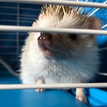 Brian Kadish - @brianthehedgeyhog - Instagram