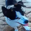 scooby - @briankitchen2 - TikTok