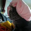 GayPumpernickel - @briannakloos - TikTok