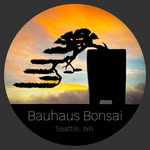 Brian Knecht - @bauhausbonsai - Instagram