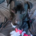 Brian Kramer - @doghouse00 - Instagram