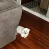 BrianLassieh - @brianlassieh - TikTok