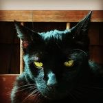 Brian Latimer - @zionlionpro - Instagram