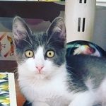 Brian k. Lazarus - @fudofan774 - Instagram