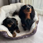 Bruce&Brian🐾 - @brucenbrianleaf - Instagram