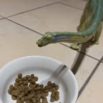 Brian LeBrontosaurus - @brian_lebrontosaurus - Instagram