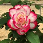 Brian Lehmann - @photogenicgarden - Instagram