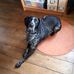 Brian Levy - Facebook