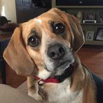 Brian Longstreth - @mollypugglegirl - Instagram