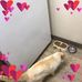 Longstreth Brian - Facebook