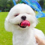 恩恩 - @brian_maltese0223 - Instagram