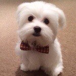 BRIAN MALTESE 🐶 - @maltese109 - Instagram