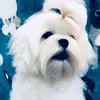 Bryan Maltese - @bryanmaltese - TikTok