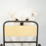 Kay❤️ - @brianmaltesepuppies - Instagram
