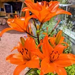 Brian McCracken - @gaddaffi1198 - Instagram