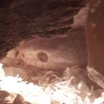 Brian Mcdougall - @brian.mcdougall.75 - Instagram